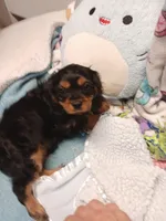 Cooper, a male Cavalier King Charles Spaniel for sale in Seneca, IL – Photo 2 of 5