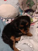 Cooper, a male Cavalier King Charles Spaniel for sale in Seneca, IL – Photo 4 of 5