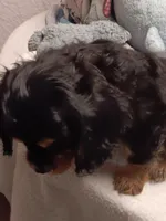 Cooper, a male Cavalier King Charles Spaniel for sale in Seneca, IL – Photo 5 of 5