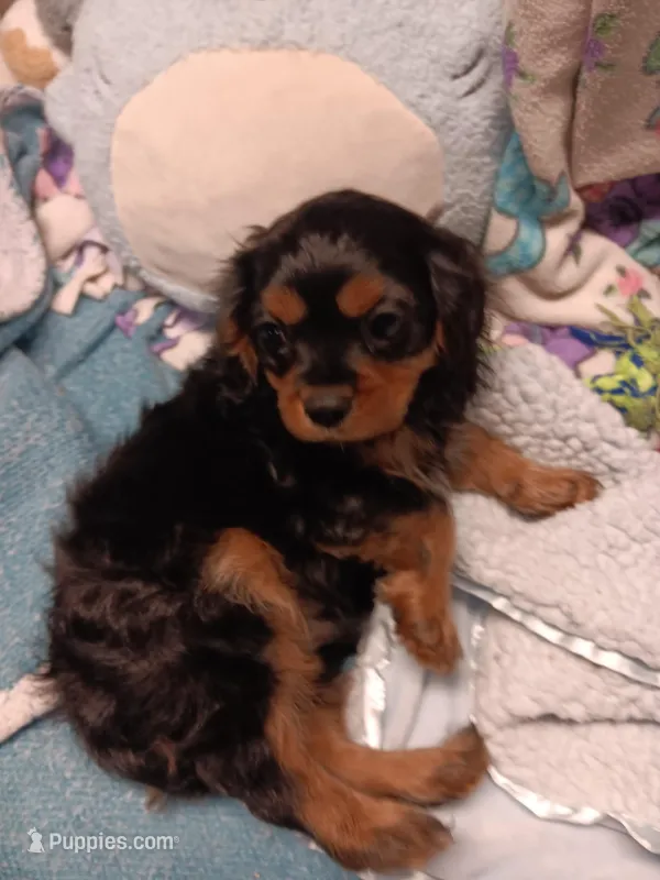 Cooper – Cavalier King Charles Spaniel puppy for sale in Seneca, IL