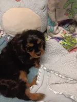 Cooper, a male Cavalier King Charles Spaniel for sale in Seneca, IL – Photo 3 of 5