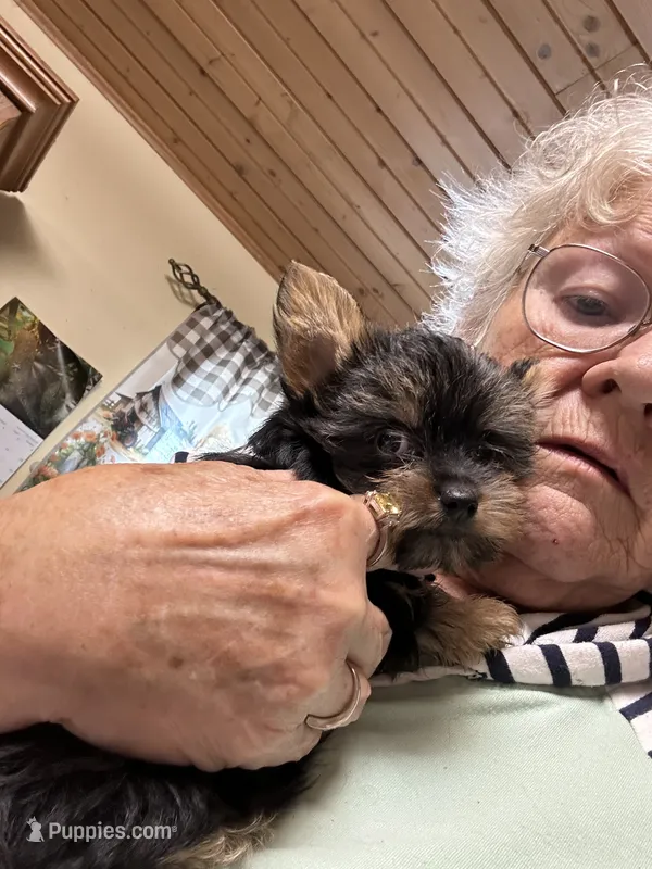 Camilla’s boy  – Yorkshire Terrier puppy for sale in Seneca, IL