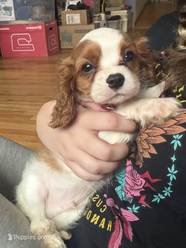 Lucas  – Cavalier King Charles Spaniel puppy for sale in Seneca, IL