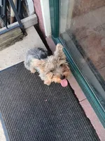 Bear, a male Yorkshire Terrier for sale in Seneca, IL – 4 of 4