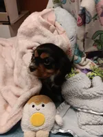 Breezy, a female Cavalier King Charles Spaniel for sale in Seneca, IL – Photo 6 of 7