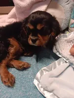 Breezy, a female Cavalier King Charles Spaniel for sale in Seneca, IL – Photo 3 of 7