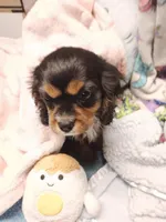 Breezy, a female Cavalier King Charles Spaniel for sale in Seneca, IL – Photo 2 of 7