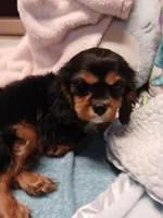 Breezy, a female Cavalier King Charles Spaniel for sale in Seneca, IL – Photo 5 of 7