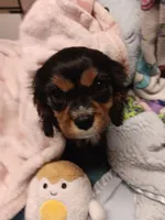 Breezy, a female Cavalier King Charles Spaniel for sale in Seneca, IL – Photo 4 of 7