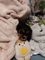 Breezy, a female Cavalier King Charles Spaniel for sale in Seneca, IL – Photo 1 of 7