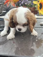 Starlight, a female Cavalier King Charles Spaniel for sale in Seneca, IL – Photo 6 of 6