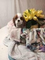 Starlight, a female Cavalier King Charles Spaniel for sale in Seneca, IL – Photo 2 of 6