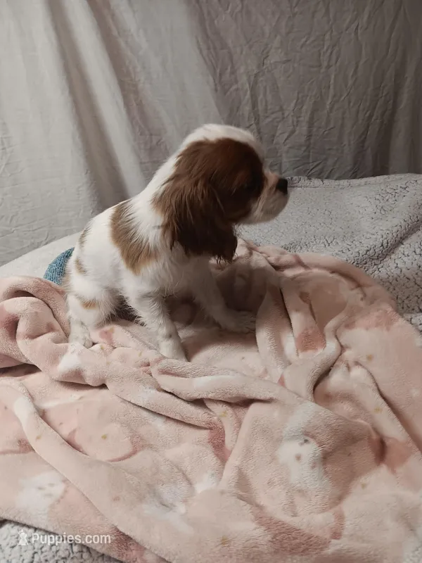 Starlight – Cavalier King Charles Spaniel puppy for sale in Seneca, IL