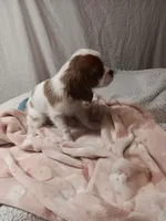 Starlight, a female Cavalier King Charles Spaniel for sale in Seneca, IL – Photo 1 of 6