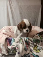 Starlight, a female Cavalier King Charles Spaniel for sale in Seneca, IL – Photo 3 of 6