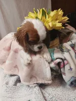 Starlight, a female Cavalier King Charles Spaniel for sale in Seneca, IL – Photo 5 of 6