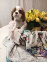 Starlight, a female Cavalier King Charles Spaniel for sale in Seneca, IL – Photo 4 of 6
