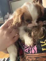 Sasha, a female Cavalier King Charles Spaniel for sale in Seneca, IL – 3 of 3