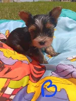 Bradley, a male Yorkshire Terrier for sale in Seneca, IL – 2 of 5