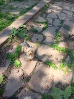 Little sis, a female Yorkshire Terrier for sale in Seneca, IL – 2 of 7