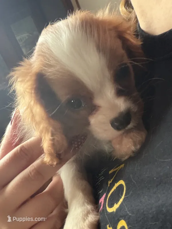 Sasha – Cavalier King Charles Spaniel puppy for sale in Seneca, IL