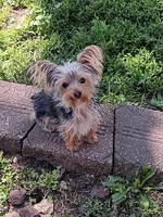 Lil sister, a female Yorkshire Terrier for sale in Seneca, IL – 1 of 1
