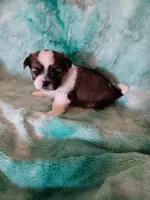 Jax, a male Shorkie for sale in Seneca, IL – 1 of 3