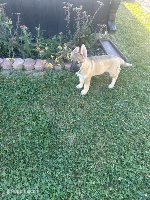 Duke – German Shepherd Dog puppy for sale in Indianapolis, IN