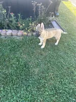 Duke, a male German Shepherd Dog for sale in Indianapolis, IN – 1 of 1