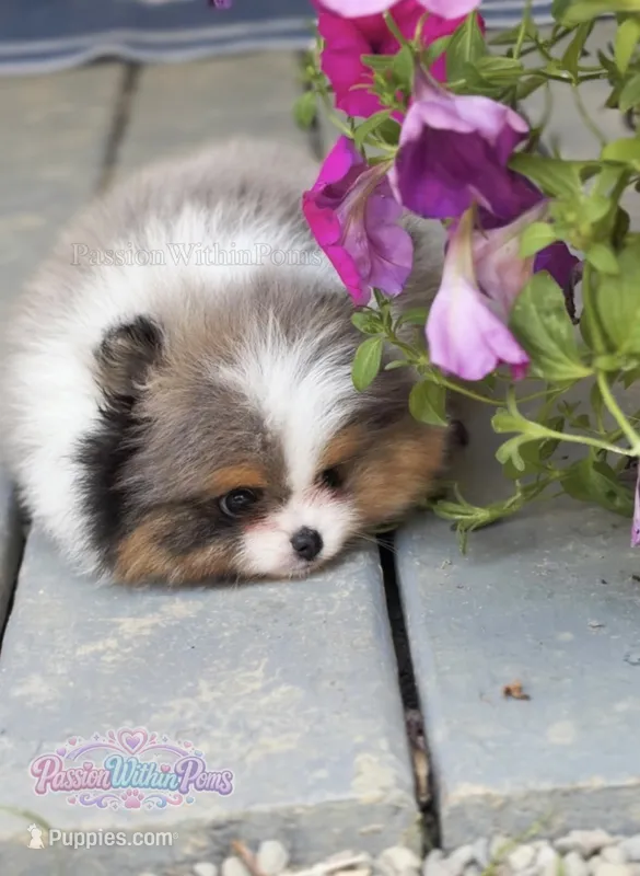 Dumpling – Pomeranian puppy for sale in Ligonier, PA