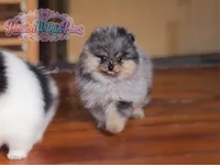 Akc Little Neptune, a male Pomeranian for sale in Ligonier, PA – 3 of 5