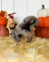 Little Neptune, a male Pomeranian for sale in Ligonier, PA – 4 of 7