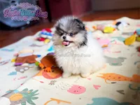 Akc Little Jupiter, a male Pomeranian for sale in Ligonier, PA – 4 of 6