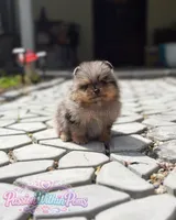 Neptune, a male Pomeranian for sale in Ligonier, PA – 2 of 5