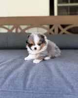 Dumpling, a male Pomeranian for sale in Ligonier, PA – 4 of 5