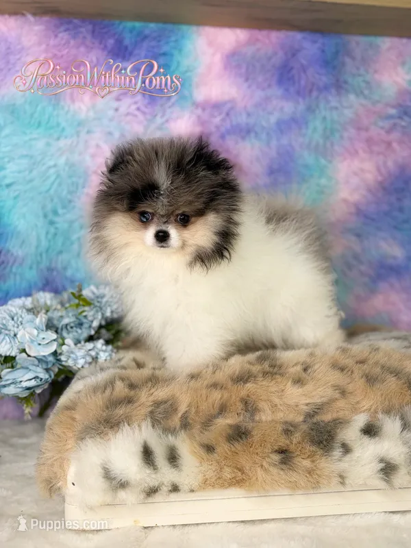 Akc Little Jupiter – Pomeranian puppy for sale in Ligonier, PA