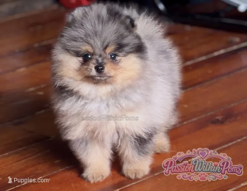 Little Neptune – Pomeranian puppy for sale in Ligonier, PA