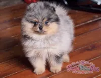 Akc Little Neptune, a male Pomeranian for sale in Ligonier, PA – 1 of 5