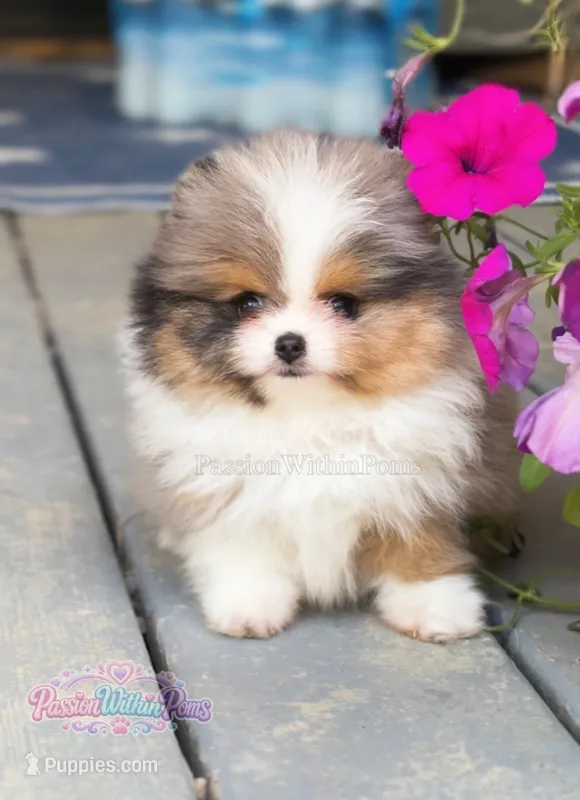 Dumpling – Pomeranian puppy for sale in Ligonier, PA