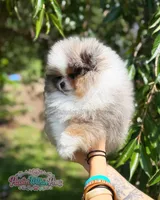 Dumpling, a male Pomeranian for sale in Ligonier, PA – 3 of 7