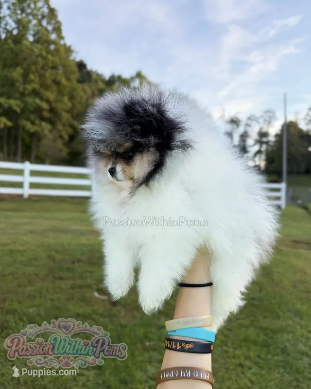 Jupiter – Pomeranian puppy for sale in Ligonier, PA