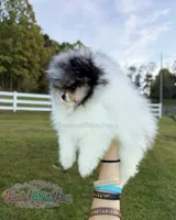 Akc Little Jupiter, a male Pomeranian for sale in Ligonier, PA – 6 of 6