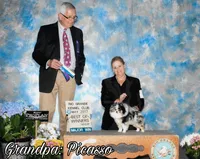 Dumpling, a male Pomeranian for sale in Ligonier, PA – 7 of 7
