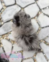 Neptune, a male Pomeranian for sale in Ligonier, PA – 5 of 5
