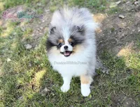 Dumpling, a male Pomeranian for sale in Ligonier, PA – 4 of 6