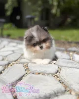Jupiter, a male Pomeranian for sale in Ligonier, PA – 3 of 5