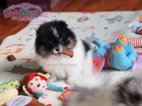 Akc Little Mars, a male Pomeranian for sale in Ligonier, PA – 5 of 6