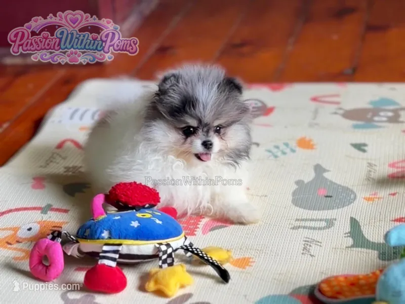 Jupiter – Pomeranian puppy for sale in Ligonier, PA