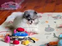 Akc Little Jupiter, a male Pomeranian for sale in Ligonier, PA – 1 of 6