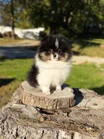 Akc Little Mars, a male Pomeranian for sale in Ligonier, PA – 2 of 6